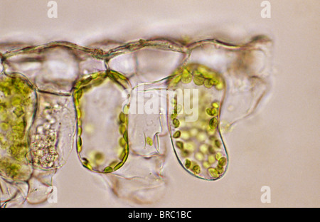 Micrografia di luce (LM) di una cellula vegetale cloroplasti, il sito dove la fotosintesi avviene Foto Stock