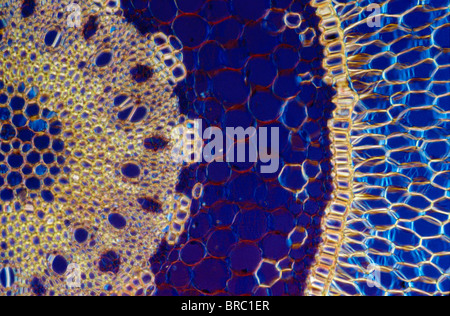 Micrografia di luce (LM) di una sezione trasversale di una antenna radice di orchidea (Dendrobium sp.), ingrandimento x600 Foto Stock