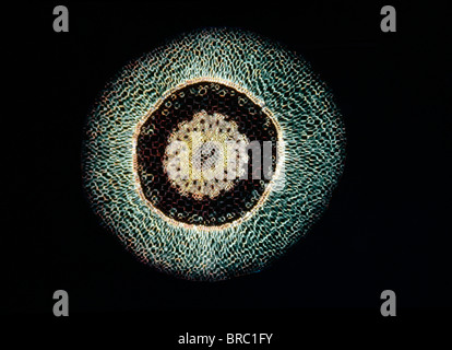 Micrografia di luce (LM) di una sezione trasversale di una antenna radice di orchidea (Dendrobium sp.), ingrandimento x 30 Foto Stock