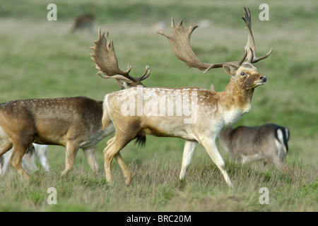 Maggese bucks - il maschio della specie Dama Dama si trovano spesso in parchi, ma ora stabilito su aree del Regno Unito Foto Stock