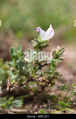 Ononide, Ononis repens, Sud Walney riserva naturale vicino a Barrow, Cumbria Regno Unito Foto Stock