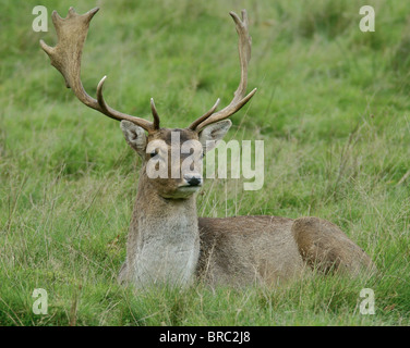Maggese bucks - il maschio della specie Dama Dama si trovano spesso in parchi, ma ora stabilito su aree del Regno Unito Foto Stock