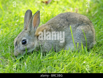 Coniglio - comune - di coniglio (latino: Lepus cuniculus) coniglio selvatico fotografato nella campagna inglese. Foto Stock