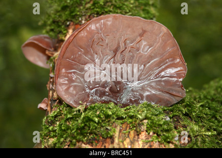 Jelly orecchio funghi Auricularia padiglione auricolare -judae prese a Dibbinsdale LNR, Wirral, Regno Unito Foto Stock