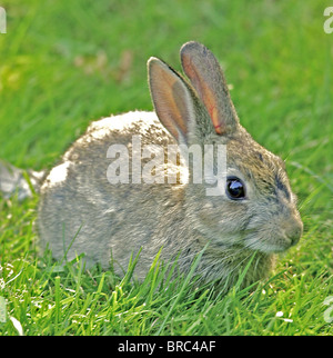 Coniglio - comune - di coniglio (latino: Lepus cuniculus) coniglio selvatico fotografato nella campagna inglese. Foto Stock