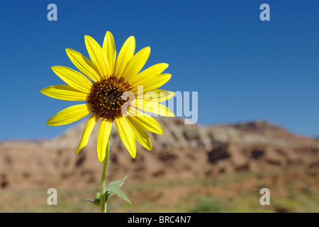 Comune di girasole (Helianthus annuus) immagine presa vicino a Zion Canyon dello Utah, Stati Uniti d'America. Foto Stock