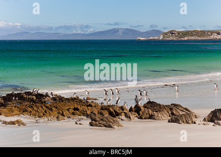 Bellissima spiaggia sulla punta sud dell isola di carcassa, con Gentoo e i pinguini di Magellano, Isole Falkland. Foto Stock