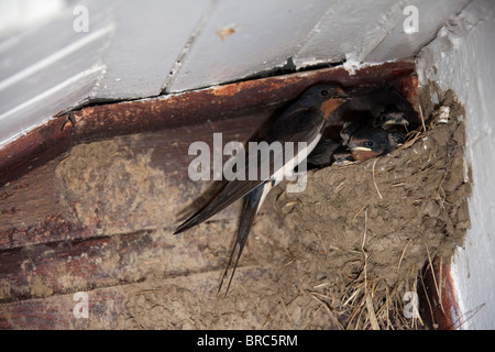 3 Rondini ("Hirundo rustica") neonata nel nido sotto il tetto.giovani pronti per alimentazione da adulto 105178 Rondini Foto Stock