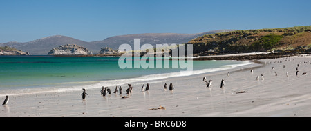 Bellissima spiaggia sulla punta sud dell isola di carcassa, Gentoo e i pinguini di Magellano andando e venendo a mare, Falkland è Foto Stock