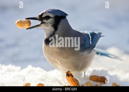 Un blue jay - Cyanocitta cristata - avente una festa di arachidi su un soleggiato ma freddo giorno d'inverno. Quebec, Canada Foto Stock