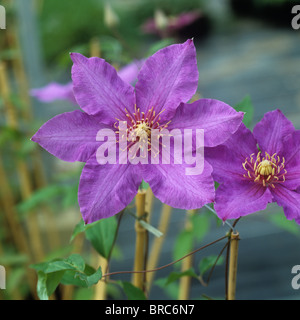 Fiori di colore rosa di una giovane Clematis 'R,Pennell' ornamentale di arrampicata Foto Stock