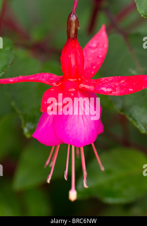 Fiore singolo Fuchsia (varietà sconosciuto) in bloom dopo la doccia a pioggia in autunno nel Regno Unito. Foto Stock