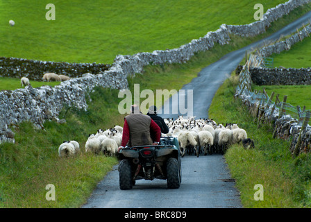 Pecora in movimento per un nuovo pascolo da moto quad. North Yorkshire. Yorkshire Dales National Park Foto Stock