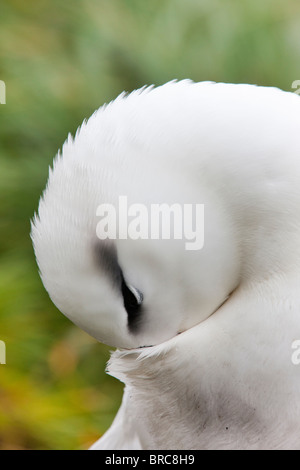 Nero-browed albatross ha un 79-94' apertura alare e una durata di vita naturale superiore a 70 anni. Westpoint Island, Isole Falkland Foto Stock