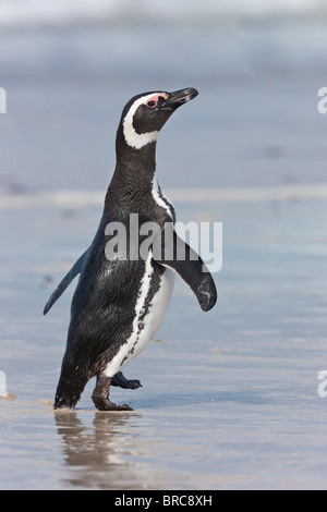 I pinguini di Magellano, su di una spiaggia di sabbia sulla nuova isola, isole Falkand, dopo alimentazione di pesce, calamari, krill, e altri crostacei Foto Stock
