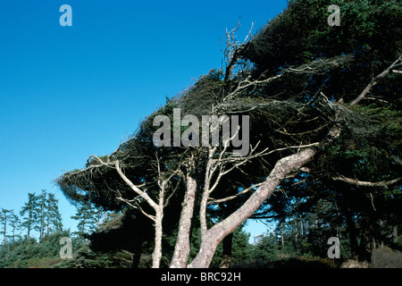 Vento bruciato Shore pini (Pinus contorta) crescente lungo la costa occidentale del Pacifico Isola di Vancouver, BC, British Columbia, Canada Foto Stock