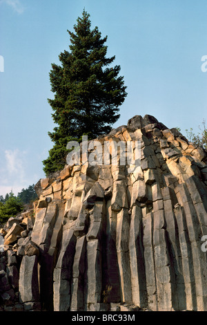 Colonne di basalto e formazione di roccia, Douglas Fir Tree (Pseudotsuga menziesii) crescente sulla rupe sopra, BC, British Columbia, Canada Foto Stock