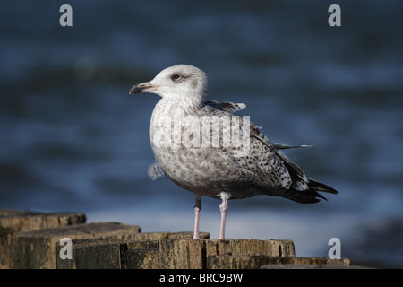 Una delle giovani aringhe gabbiano (Larus argentatus) seduto su di un molo in legno sulla spiaggia del Mar Baltico. Foto Stock