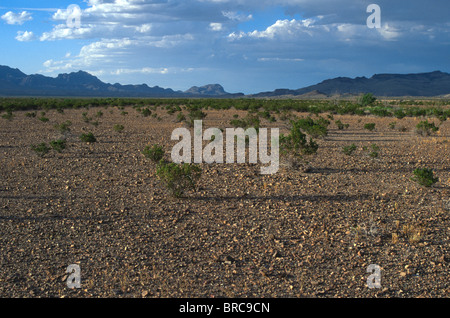 Deserto del Chihuahuan e il Chisos montagne del Parco nazionale di Big Bend, Texas, Stati Uniti d'America. Foto Stock