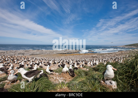 Nero-browed colonia di albatri. Steeple Jason Isola, Isole Falkland Foto Stock