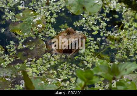 Rana comune, rana temporaria, nel laghetto in giardino con duckweeed. Il Dorset. Foto Stock