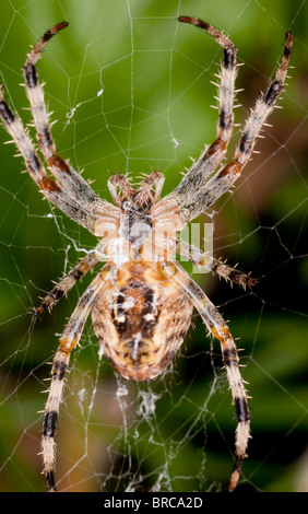 Giardino femmina Spider, Araneus diadematus dal di sotto Foto Stock