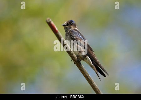 Viola Martin Progne subis con contatto visivo appollaiato su un bastone Foto Stock