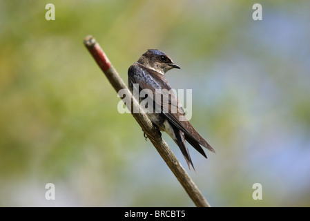 Viola Martin Progne subis guardando sopra la sua spalla appollaiato su un bastone Foto Stock