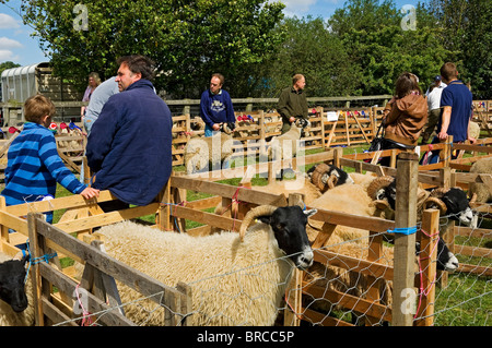 Swaledale pecore in penne al Rosedale Agricultural Show showground in estate North Yorkshire Inghilterra Regno Unito GB Gran Bretagna Foto Stock