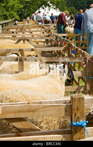 Pecore bestiame allevamento animali in penne a Rosedale Agricultural Show in estate North Yorkshire Inghilterra Regno Unito GB Gran Bretagna Foto Stock