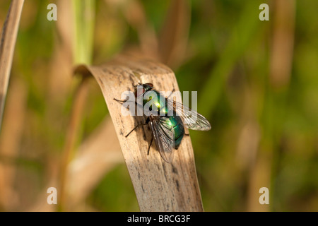 Verde bottiglia fly (lucilia caesar) seduto su una lama di erba Foto Stock