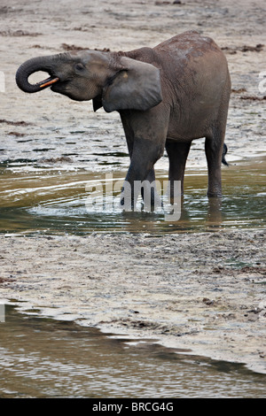 Forest elephant (Loxodonta cyclotis), Dzanga Bai, Dzanga-Sangha Reserve, Repubblica Centrale Africana Foto Stock