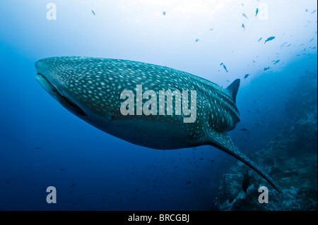 Squalo Balena, Rhincodon typus, Cocos Island, Costa Rica, Oriente Oceano Pacifico Foto Stock