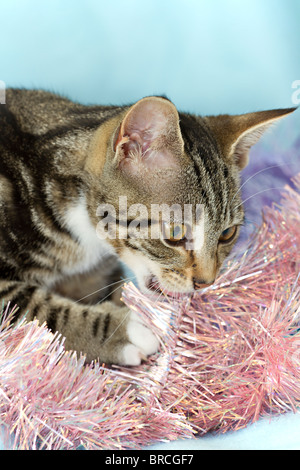 Inghilterra, Regno Unito. Carino piccolo sgombro Tabby kitten (felis catus) giocando con e mangiare rosa orpelli natalizi Foto Stock