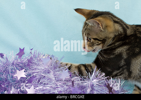 Inghilterra, Regno Unito. Carino piccolo sgombro Tabby kitten (felis catus) giocando con il rosa orpelli natalizi e leccare le sue labbra Foto Stock