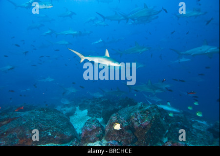 Scuola di festone squali martello, Sphyrna lewini, Cocos Island, Costa Rica, Oriente Oceano Pacifico Foto Stock