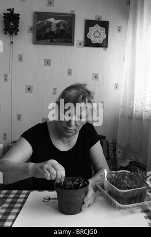 Foto in bianco e nero di senor donna divide le piantine in vasi singoli per un ulteriore crescita Foto Stock