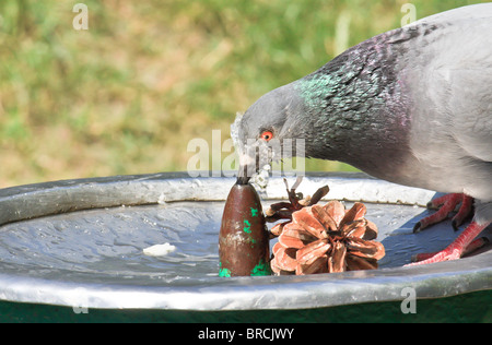 Sete colomba acqua potabile da una fontana Foto Stock