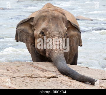 Ritratto di un elefante in Sri Lanka Foto Stock