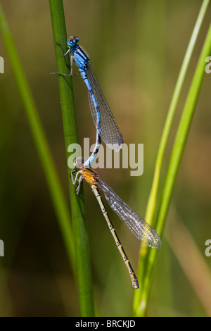 Comune Damselfly blu, Enallagma cyathigerum, maschio e femmina accoppiati Foto Stock