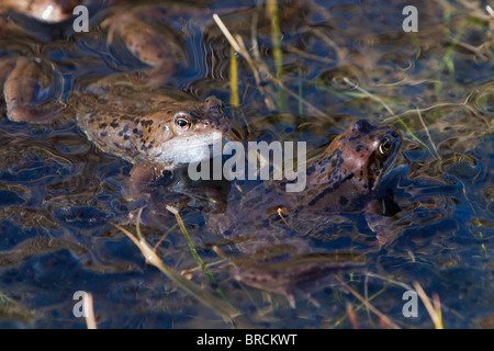 Rana comune, rana temporaria, la deposizione delle uova Foto Stock