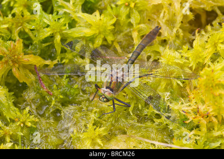 Roverella Libellula Smeraldo, Cordulia aenea Foto Stock