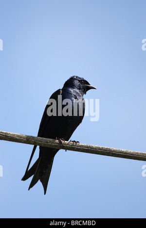 Viola Martin Progne subis appollaiato su un bastone con un cielo azzurro sullo sfondo Foto Stock