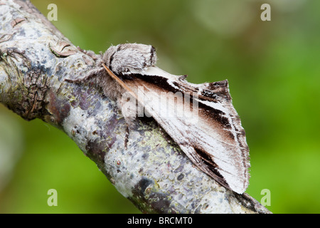 Minor Swallow prominente tarma Pheosia gnoma Foto Stock