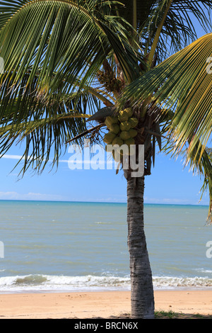 Tropical Palm tree vicino al mare. Foto Stock