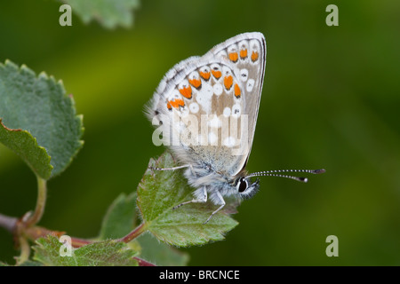 Northern Brown Argus Butterfly, Aricia artaserse Foto Stock