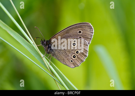 Ringlet butterfly, Aphantopus hyperantus Foto Stock