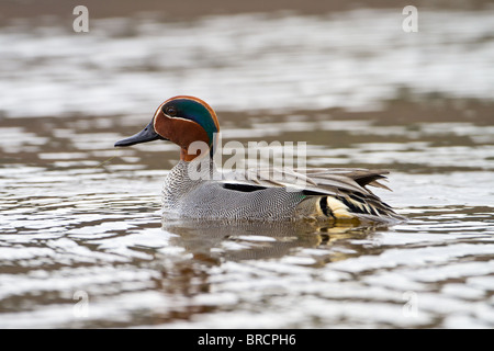 Drake Eurasian Teal, Anas crecca Foto Stock