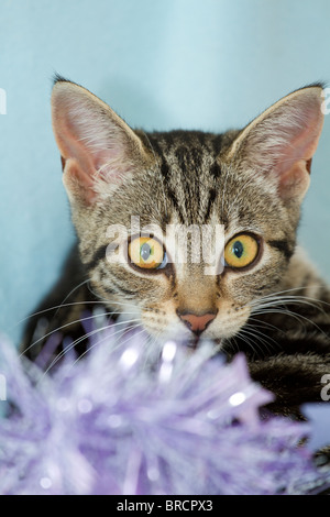 Inghilterra, Regno Unito. Carino piccolo sgombro Tabby kitten (felis catus) giocando con il rosa orpelli natalizi Foto Stock