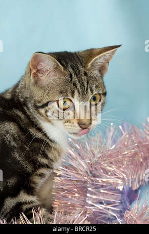 Inghilterra, Regno Unito. Carino piccolo sgombro Tabby kitten (felis catus) giocando con il rosa orpelli natalizi e leccare le sue labbra Foto Stock